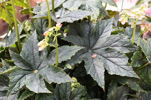 B. ‘Maverick’